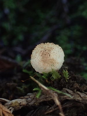  ( - FDS-CA-03348)  @11 [ ] by (2024) Justin Paulin Fungal Diversity Survey