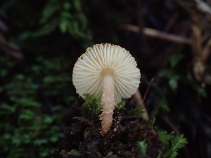  ( - FDS-CA-03348)  @11 [ ] by (2024) Justin Paulin Fungal Diversity Survey