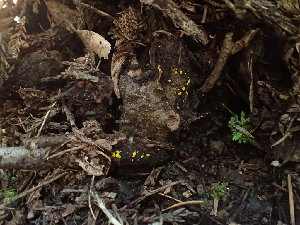  ( - FDS-CA-03349)  @11 [ ] by (2024) Justin Paulin Fungal Diversity Survey