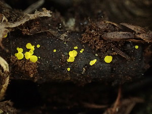  ( - FDS-CA-03349)  @11 [ ] by (2024) Justin Paulin Fungal Diversity Survey