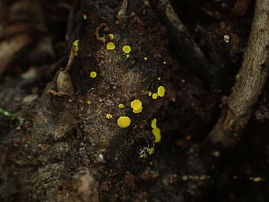  ( - FDS-CA-03349)  @11 [ ] by (2024) Justin Paulin Fungal Diversity Survey
