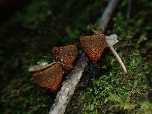  ( - FDS-CA-03350)  @11 [ ] by (2024) Justin Paulin Fungal Diversity Survey