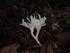 (Ramariopsis sp. CA01 - FDS-CA-03351)  @11 [ ] by (2024) Justin Paulin Fungal Diversity Survey