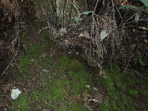  ( - FDS-CA-03351)  @11 [ ] by (2024) Justin Paulin Fungal Diversity Survey