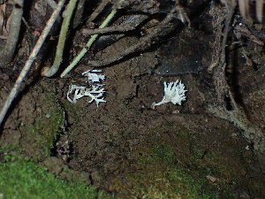  ( - FDS-CA-03351)  @11 [ ] by (2024) Justin Paulin Fungal Diversity Survey