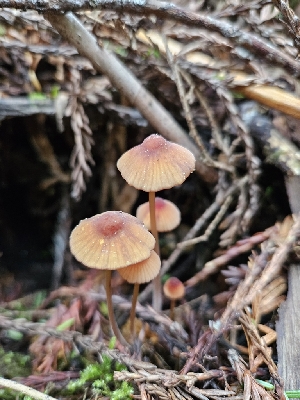  ( - FDS-CA-02234)  @11 [ ] by (2024) Mandy Hackney Fungal Diversity Survey