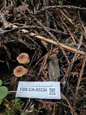  ( - FDS-CA-02234)  @11 [ ] by (2024) Mandy Hackney Fungal Diversity Survey