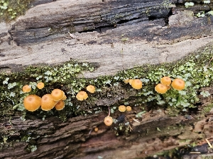  ( - FDS-CA-02235)  @11 [ ] by (2024) Mandy Hackney Fungal Diversity Survey