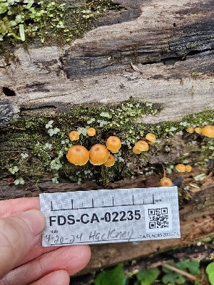  ( - FDS-CA-02235)  @11 [ ] by (2024) Mandy Hackney Fungal Diversity Survey
