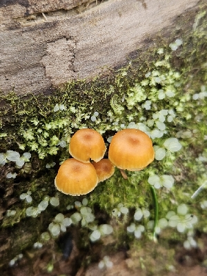  ( - FDS-CA-02235)  @11 [ ] by (2024) Mandy Hackney Fungal Diversity Survey