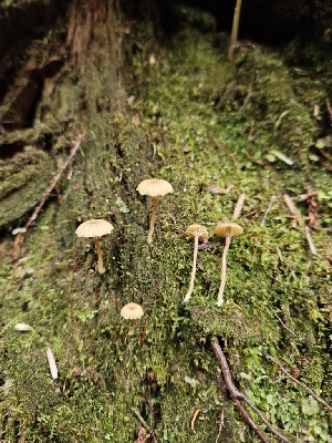  ( - FDS-CA-02223)  @11 [ ] by (2024) Mandy Hackney Fungal Diversity Survey