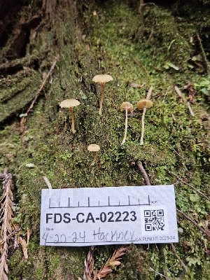  ( - FDS-CA-02223)  @11 [ ] by (2024) Mandy Hackney Fungal Diversity Survey