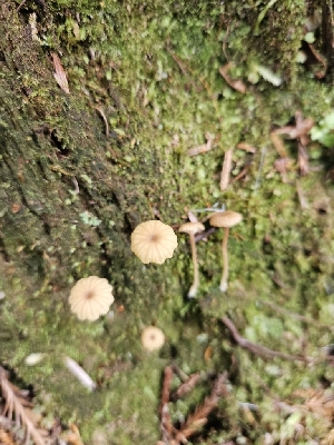  ( - FDS-CA-02223)  @11 [ ] by (2024) Mandy Hackney Fungal Diversity Survey