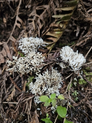  ( - FDS-CA-02209)  @11 [ ] by (2024) Mandy Hackney Fungal Diversity Survey