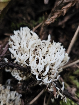  ( - FDS-CA-02209)  @11 [ ] by (2024) Mandy Hackney Fungal Diversity Survey