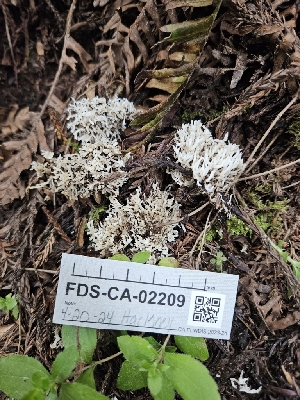  ( - FDS-CA-02209)  @11 [ ] by (2024) Mandy Hackney Fungal Diversity Survey