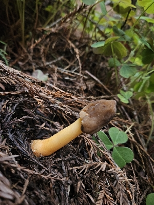  ( - FDS-CA-02238)  @11 [ ] by (2024) Mandy Hackney Fungal Diversity Survey