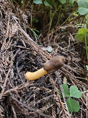  ( - FDS-CA-02238)  @11 [ ] by (2024) Mandy Hackney Fungal Diversity Survey