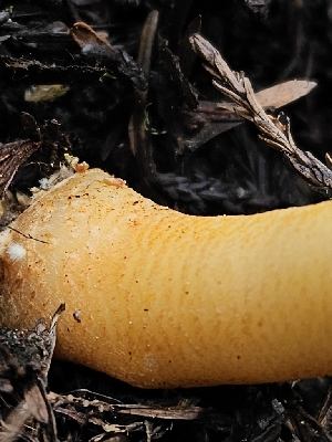  ( - FDS-CA-02238)  @11 [ ] by (2024) Mandy Hackney Fungal Diversity Survey