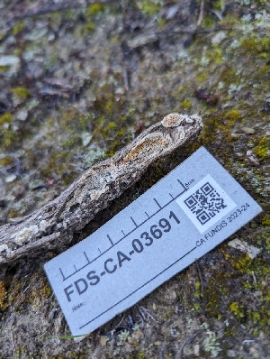  ( - FDS-CA-03691)  @11 [ ] by-nc (2024) Stu Pickell Fungal Diversity Survey