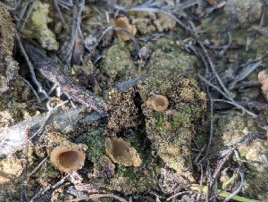  (Tricharina - FDS-CA-03701)  @11 [ ] by-nc (2024) Stu Pickell Fungal Diversity Survey