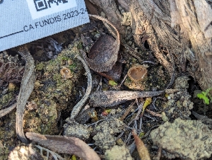  ( - FDS-CA-03701)  @11 [ ] by-nc (2024) Stu Pickell Fungal Diversity Survey