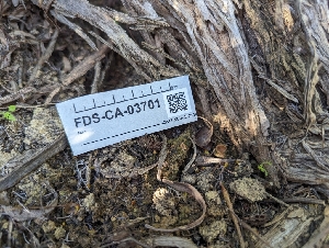  ( - FDS-CA-03701)  @11 [ ] by-nc (2024) Stu Pickell Fungal Diversity Survey