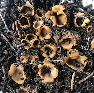 ( - FDS-CA-01661)  @11 [ ] c (2024) Rudy Diaz Fungal Diversity Survey