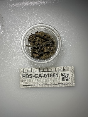  ( - FDS-CA-01661)  @11 [ ] c (2024) Rudy Diaz Fungal Diversity Survey