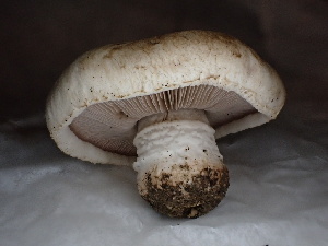  ( - FDS-CA-01652)  @11 [ ] c (2024) Rudy Diaz Fungal Diversity Survey