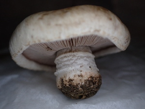 ( - FDS-CA-01652)  @11 [ ] c (2024) Rudy Diaz Fungal Diversity Survey