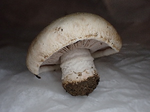  ( - FDS-CA-01652)  @11 [ ] c (2024) Rudy Diaz Fungal Diversity Survey