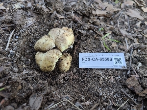  ( - FDS-CA-03588)  @11 [ ] by-nc (2024) Fresno Mycology Society Fungal Diversity Survey