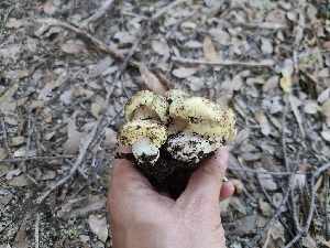  ( - FDS-CA-03588)  @11 [ ] by-nc (2024) Fresno Mycology Society Fungal Diversity Survey