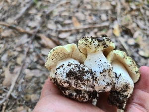  ( - FDS-CA-03588)  @11 [ ] by-nc (2024) Fresno Mycology Society Fungal Diversity Survey
