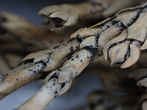  (Endoconidioma - FDS-CA-01590)  @11 [ ] c (2024) Rudy Diaz Fungal Diversity Survey