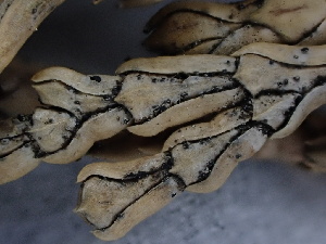  ( - FDS-CA-01590)  @11 [ ] c (2024) Rudy Diaz Fungal Diversity Survey