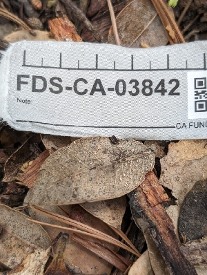  ( - FDS-CA-03842)  @11 [ ] by-nc (2024) Stu Pickell Fungal Diversity Survey
