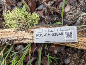  ( - FDS-CA-03848)  @11 [ ] by-nc (2024) Stu Pickell Fungal Diversity Survey