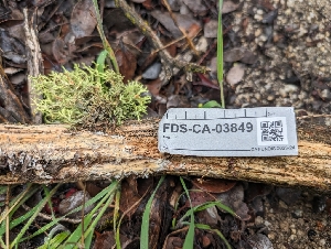  ( - FDS-CA-03849)  @11 [ ] by-nc (2024) Stu Pickell Fungal Diversity Survey
