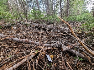  ( - FDS-CA-03598)  @11 [ ] by-nc (2024) Fresno Mycology Society Fungal Diversity Survey