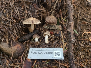  ( - FDS-CA-03599)  @11 [ ] by-nc (2024) Fresno Mycology Society Fungal Diversity Survey