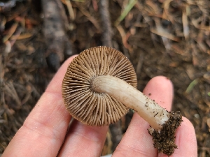  ( - FDS-CA-03599)  @11 [ ] by-nc (2024) Fresno Mycology Society Fungal Diversity Survey