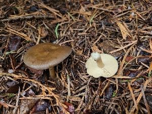  ( - FDS-CA-04201)  @11 [ ] by-nc (2024) Fresno Mycology Society Fungal Diversity Survey