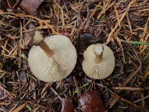  ( - FDS-CA-04201)  @11 [ ] by-nc (2024) Fresno Mycology Society Fungal Diversity Survey