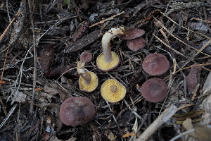  ( - FDS-CA-03596)  @11 [ ] by-nc (2024) Fresno Mycology Society Fungal Diversity Survey