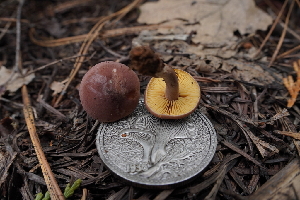  ( - FDS-CA-03596)  @11 [ ] by-nc (2024) Fresno Mycology Society Fungal Diversity Survey