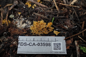  ( - FDS-CA-03598)  @11 [ ] by-nc (2024) Fresno Mycology Society Fungal Diversity Survey