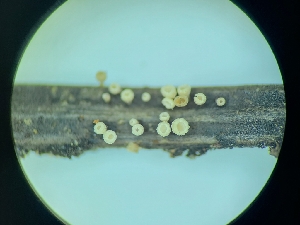  ( - FDS-CA-03591)  @11 [ ] by-nc (2024) Fresno Mycology Society Fungal Diversity Survey