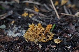  ( - FDS-CA-03598)  @11 [ ] by-nc (2024) Fresno Mycology Society Fungal Diversity Survey